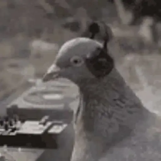 🕊Paloma migajera 🙃
