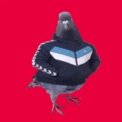 🕊Paloma migajera 🙃