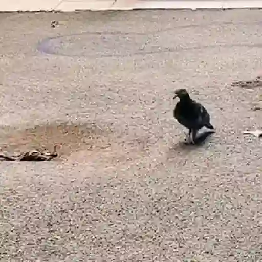 🕊Paloma migajera 🙃