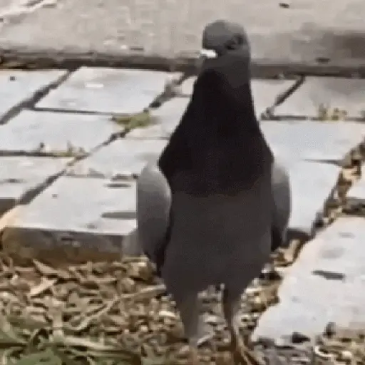 🕊Paloma migajera 🙃