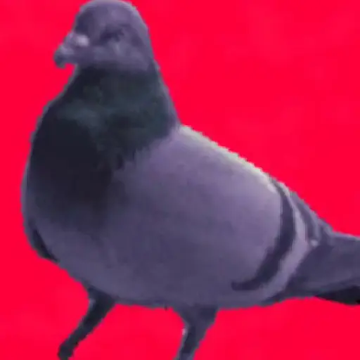 🕊Paloma migajera 🙃