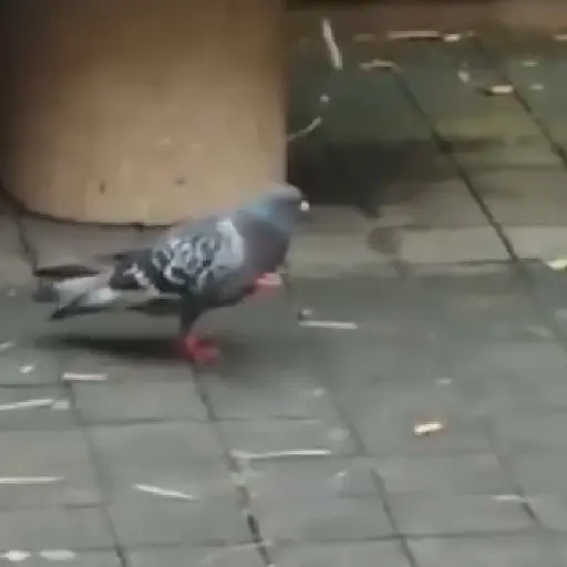 🕊Paloma migajera 🙃