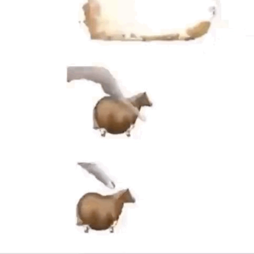 fat horse | Spinning horse 🐎