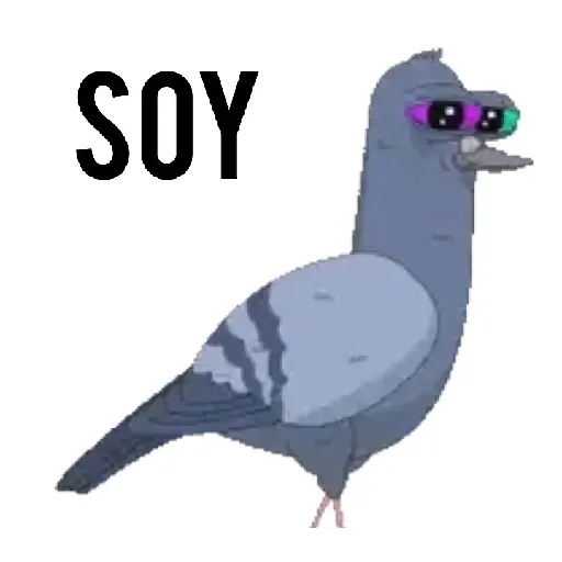 Paloma migajera 🕊️🐦