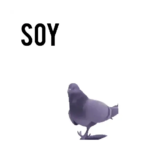 Paloma migajera 🕊️🐦