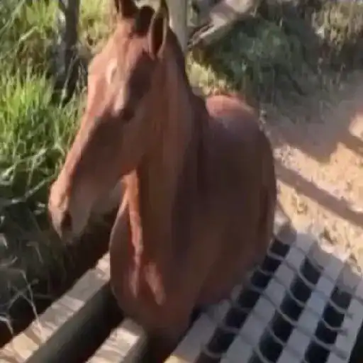 Fat horse 🐴✨