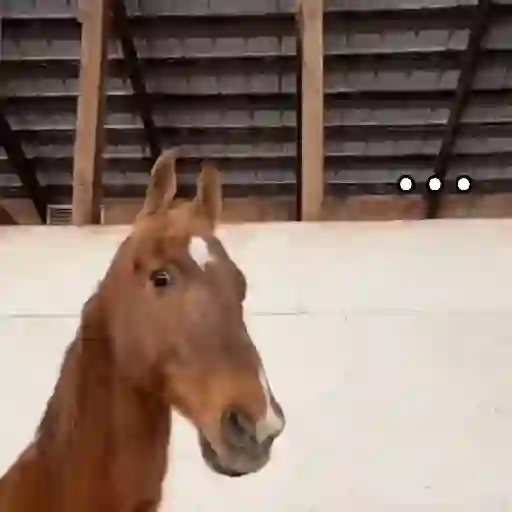 Fat horse 🐴✨