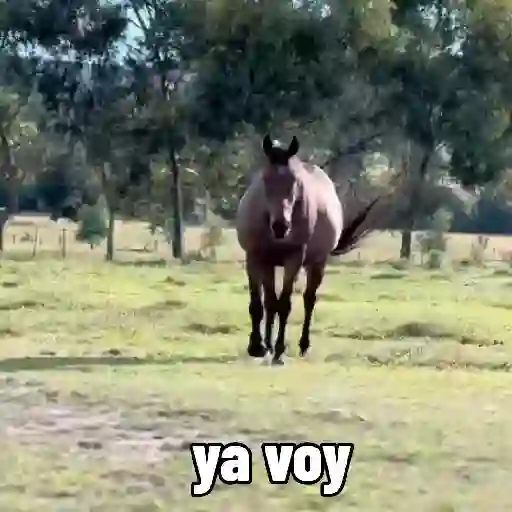 Fat horse 🐴✨
