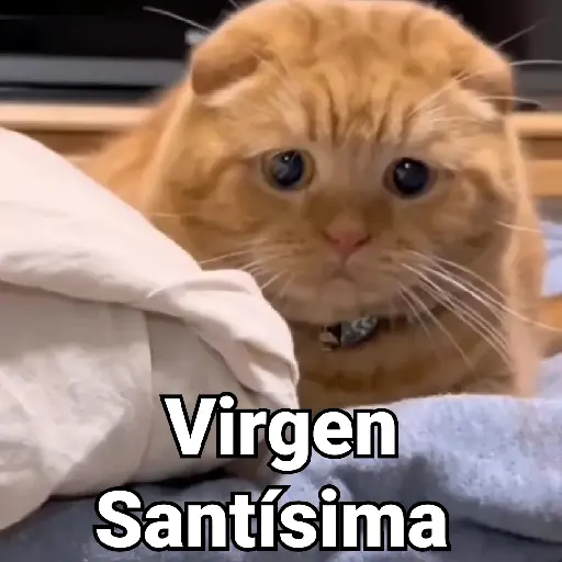 Gatos Animados😺