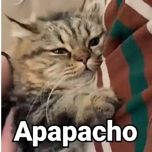 Gatos Animados😺 preview
