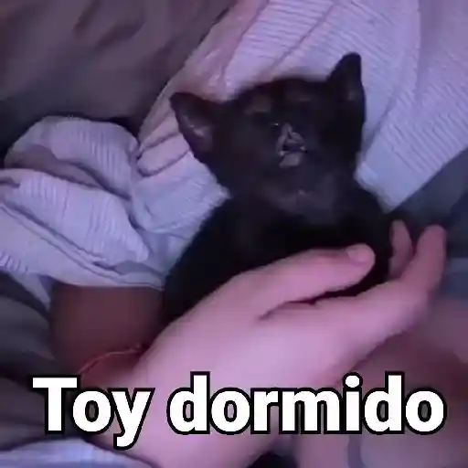 Gatos Animados😺