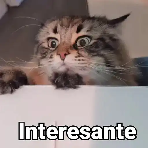 Gatos Animados😺