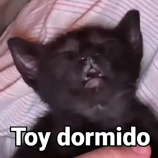 Gatos Animados😺 preview