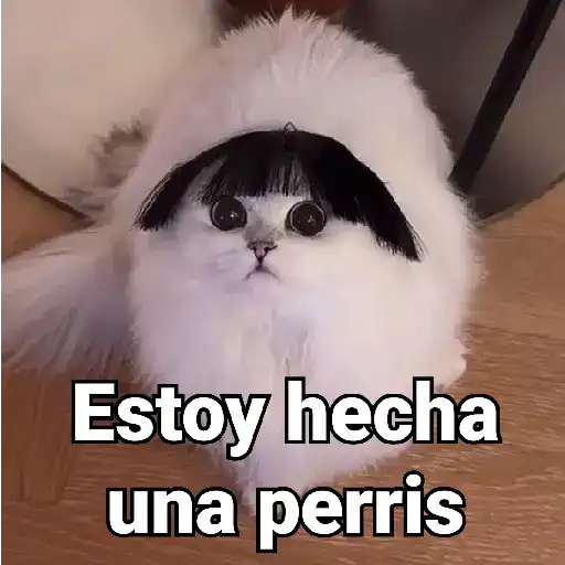 Gatos Animados😺
