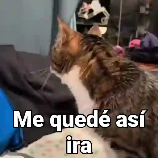 Gatos Animados😺