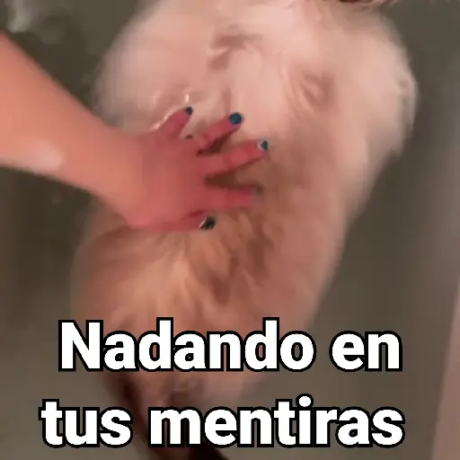Gatos Animados😺