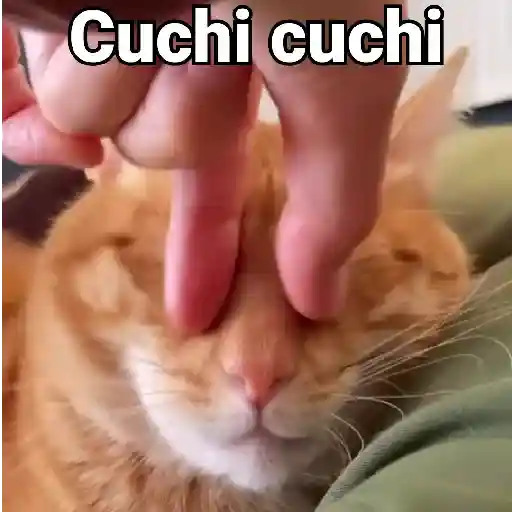 Gatos Animados😺
