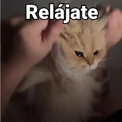 Gatos Animados😺