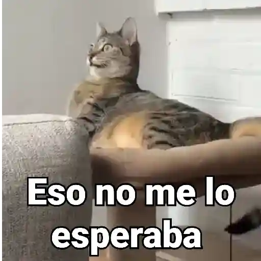 Gatos Animados😺