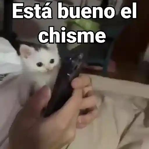 Gatos Animados😺