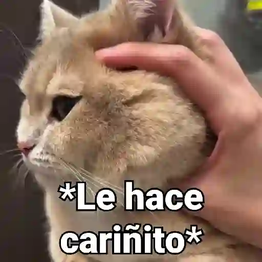 Gatos Animados😺 preview