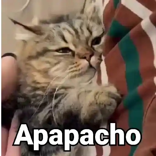 Gatos Animados😺