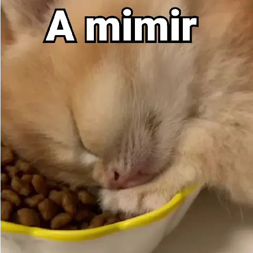 Gatos Animados😺