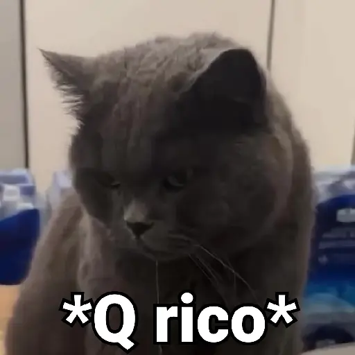 Gatos Animados😺
