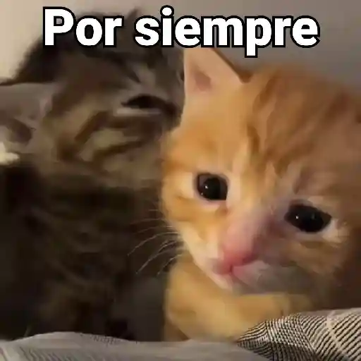 Gatos Animados😺