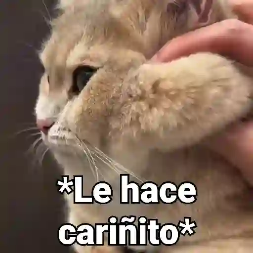 Gatos Animados😺