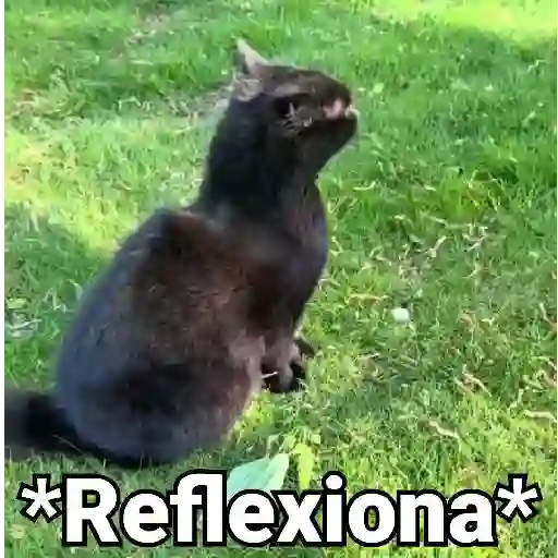 Gatos Animados😺