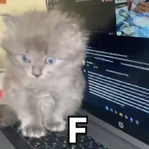 Gatos Animados😺