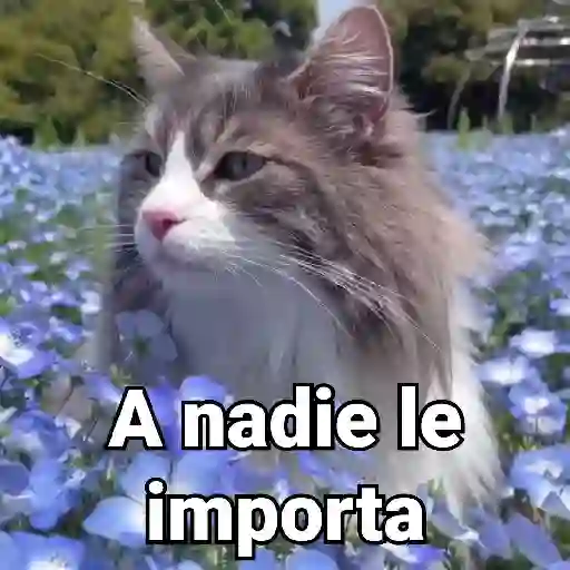 Gatos Animados😺