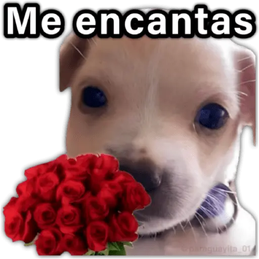♥️🌹🥰 AMOR 🥰🌹♥️