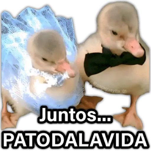 ♥️🌹🥰 AMOR 🥰🌹♥️