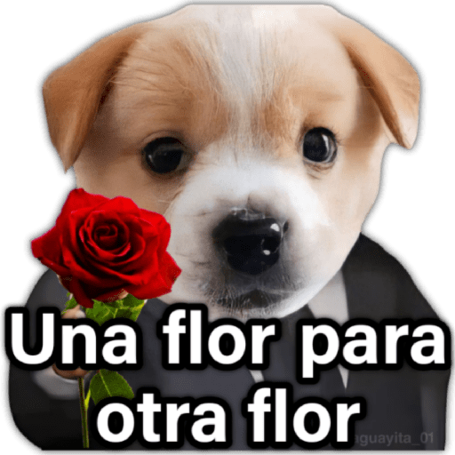♥️🌹🥰 AMOR 🥰🌹♥️ preview