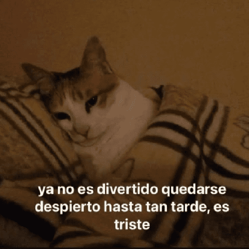 gatitos con frases  preview