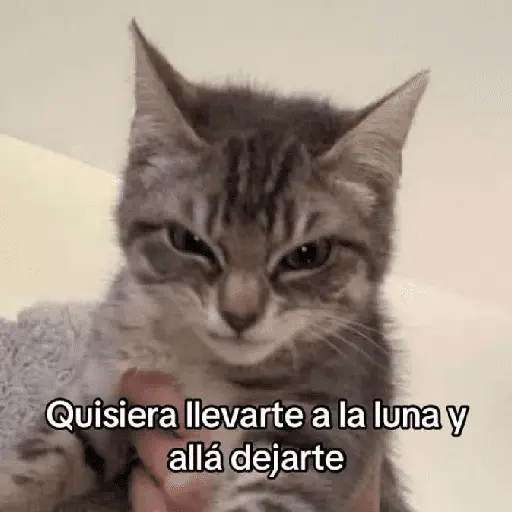 gatitos con frases 
