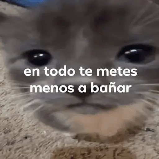gatitos con frases 