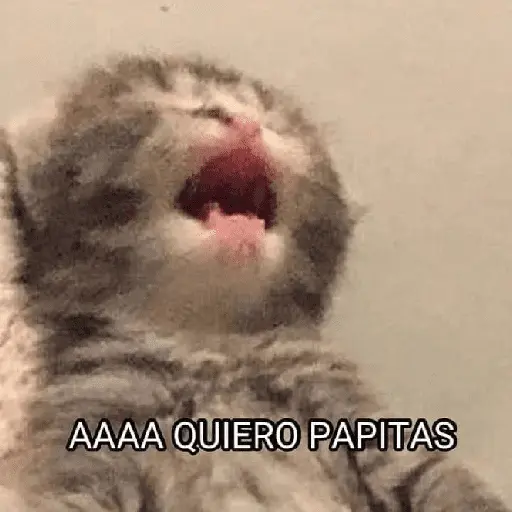 gatitos con frases 