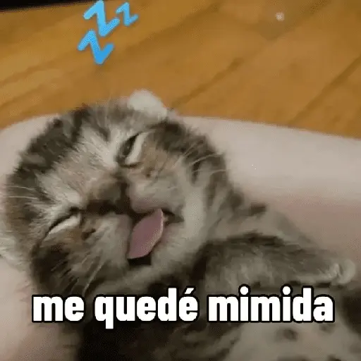 gatitos con frases 