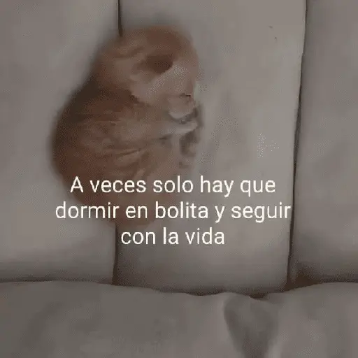 gatitos con frases 