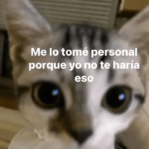 gatitos con frases 