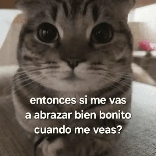 gatitos con frases 