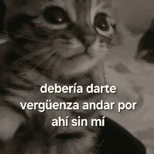 gatitos con frases 