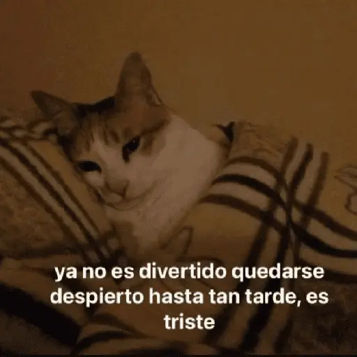 gatitos con frases 