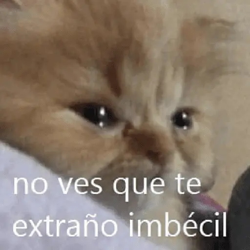 gatitos con frases 