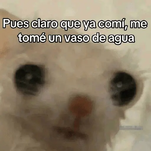 gatitos con frases 