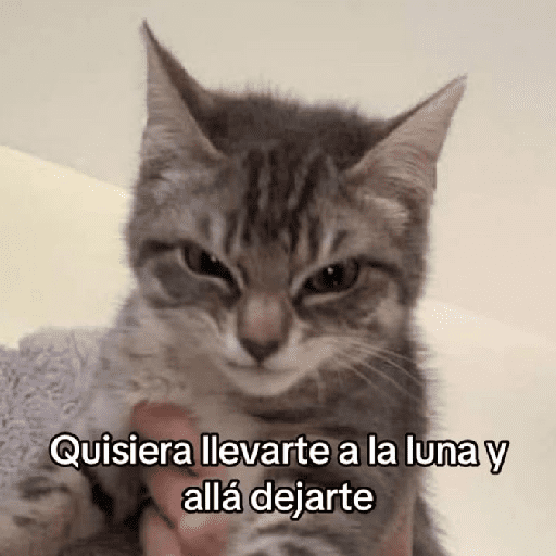 gatitos con frases  preview