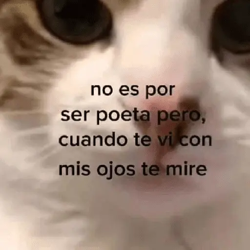 gatitos con frases 